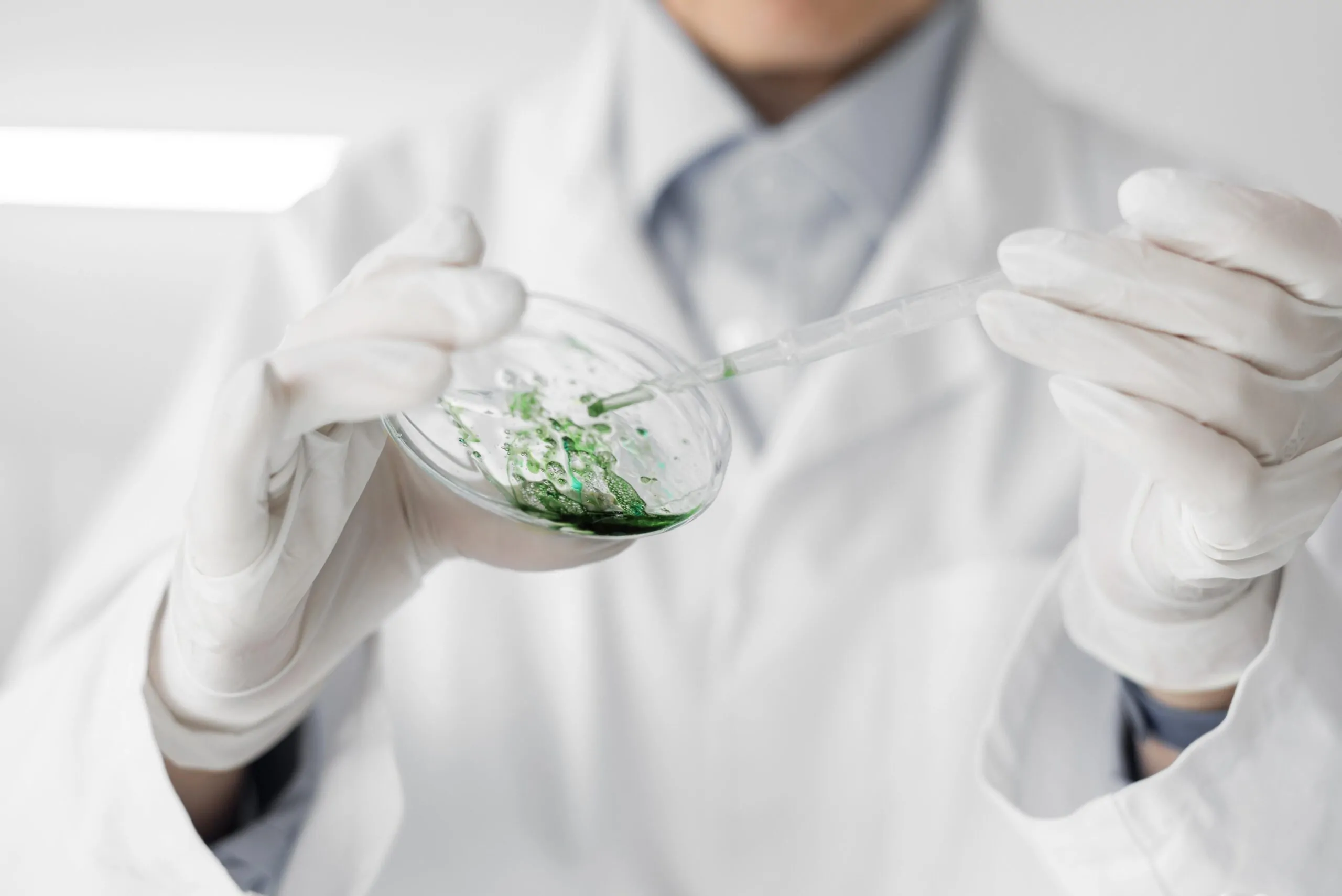 Women researcher with petri dish drawing a sample up into pipette.